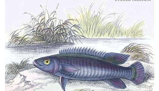 Cychla Fasciata