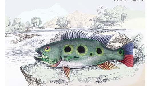 Cychla Argus