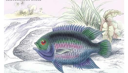 Centrarchus Niger