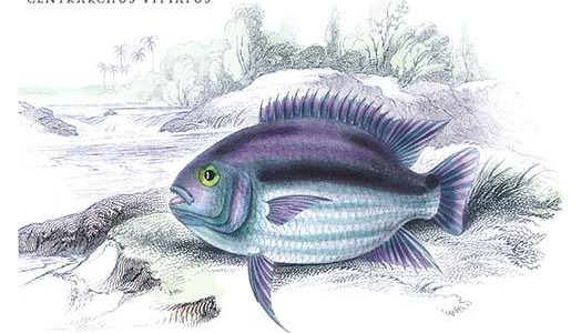 Centrarchus Vittatus