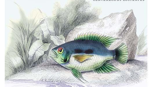 Centrarchus Rustratus