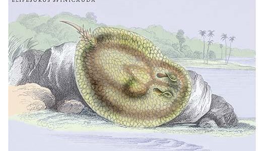 Elipersurus Spinicauda