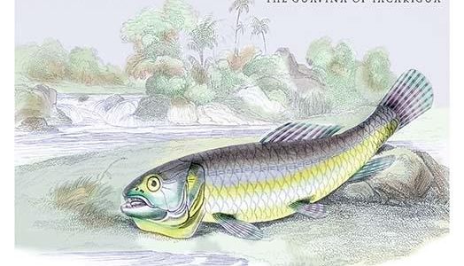 The Gavina of Tacarigua