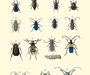 Insect Study #2
