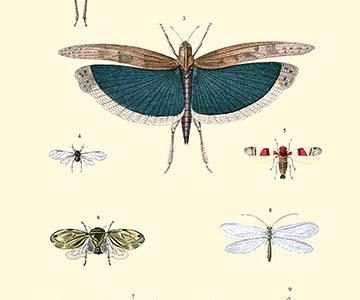 Insect Study #3