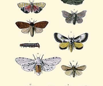 Insect Study #6