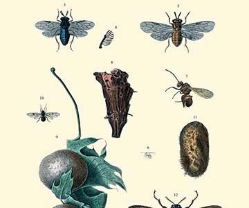 Insect Study #8