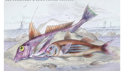 Red Surmullet and LOF Finned Captain