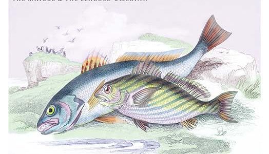 The Maigre and the Bearded Umbrina