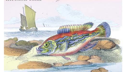 Blue Striped Wrasse
