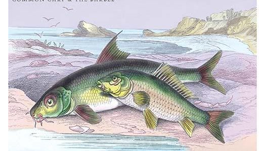 Common Carp and the Barbel