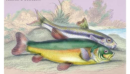 Trench and Gudgeon