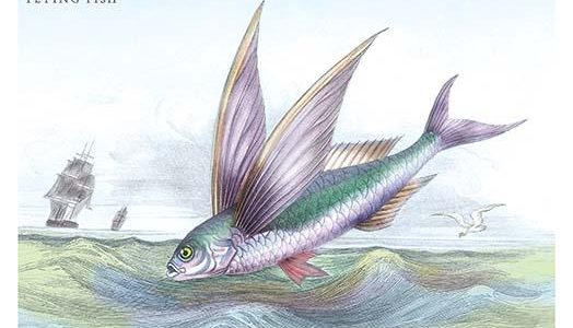 Flying Fish