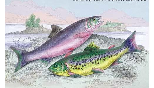 Common Trout and Northern Char