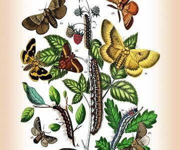 " Moths: Eriogaster Rimicola, E. Catax, et al."