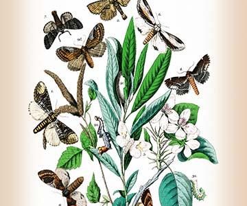 " Moths: Pterostoma Palpina, Statalia Argentina, et al."