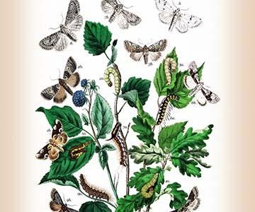 " Moths: Cymatophora Or, C. Ocularis, et al."