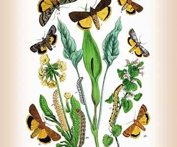 " Moths: Triphaena Finbria, T. Comes, et al."