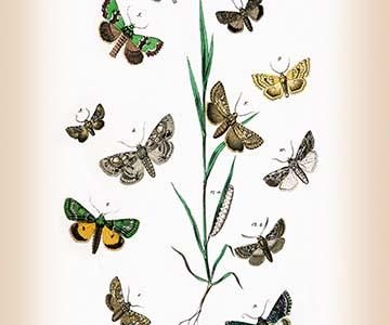 " Moths: Cleophana Anarrhini, et al."