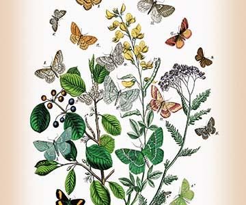 " Moths: Psodos Quadrifaria, Geometra Papilionaria, et al."
