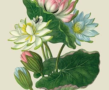 " Red, Blue, and White Lotus of the Hindostan"