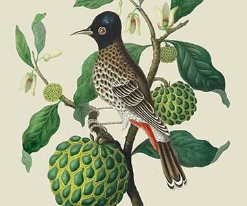 Bulbul or Indian Nightingale