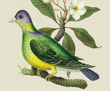 Green Pigeon and Cur Champhah of the Concan
