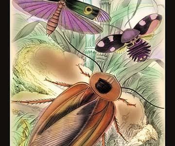 " Insects: Blatta Gigantea, B. Petiveriana and Harpax Ocellaria"