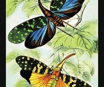 Insects: Fulgora Candelaria and F. Maculata