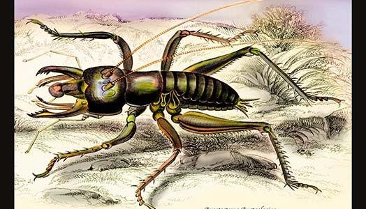 Insect: Anostostoma Australasiae