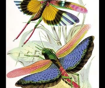 Insects: Locusta Cristata and L. Flava