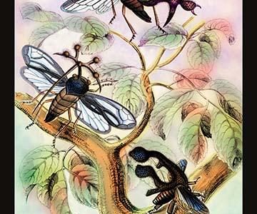 " Insects: Centrotus Globularis, C. Furcatus and C. Biclavatus"