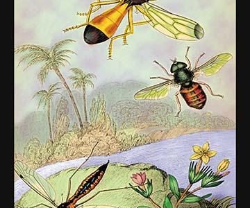 " Insects: Ctenophora Pectinicornis, Tabanus Tropicus, et al."