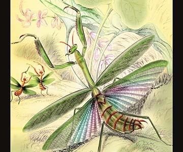 Insects: Mantis Religiosa