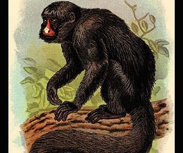 The White-Nosed Saki