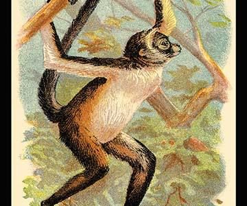 The Variegated Spider-Monkey