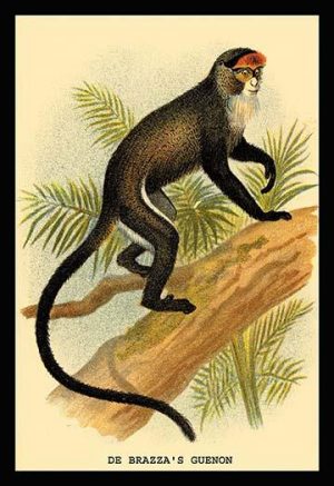 DeBrazza's Guenon