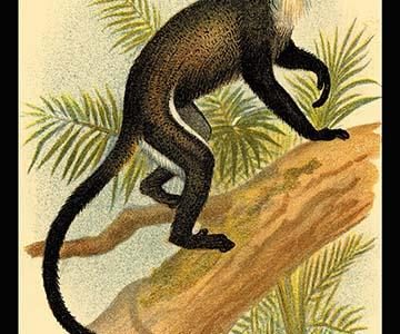 DeBrazza's Guenon