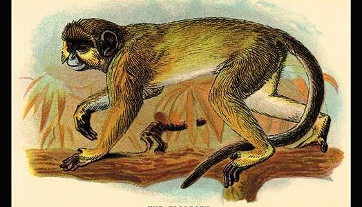 The Talapoin