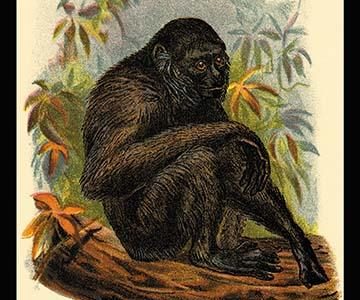 The Siamang Gibbon