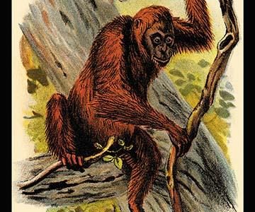 The Orang-utan