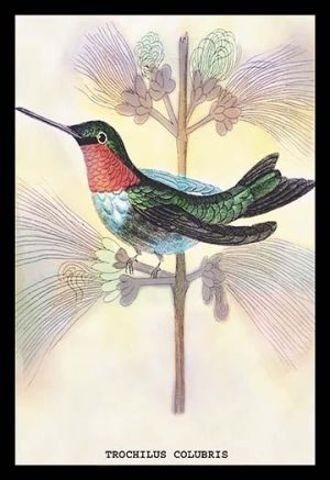 Hummingbird: Trochilus Colubris