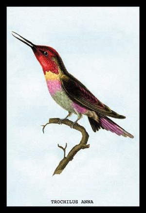 Hummingbird: Trochilus Anna