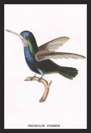 Hummingbird: Troceilus Cyaneus