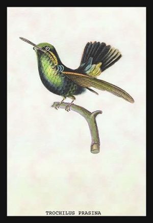 Hummingbird: Trochilus Prasina