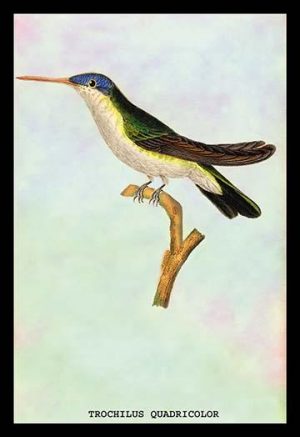 Hummingbird: Trochilus Quadricolor