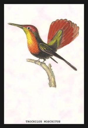 Hummingbird: Trochilus Moschitus