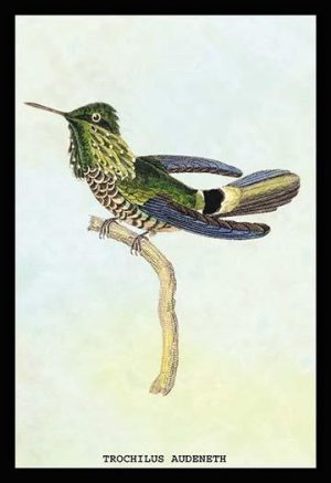 Hummingbird: Trochilus Audeneth