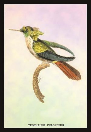 Hummingbird: Trochilus Chalybeus