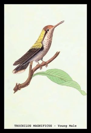 Hummingbird: Trochilus Magnificus - Young Male